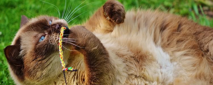 Cat Sitters in McKinney TX