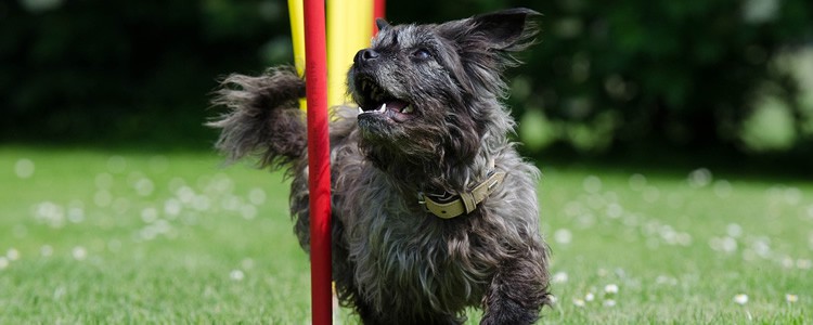 Pet Taxi Service in McKinney TX