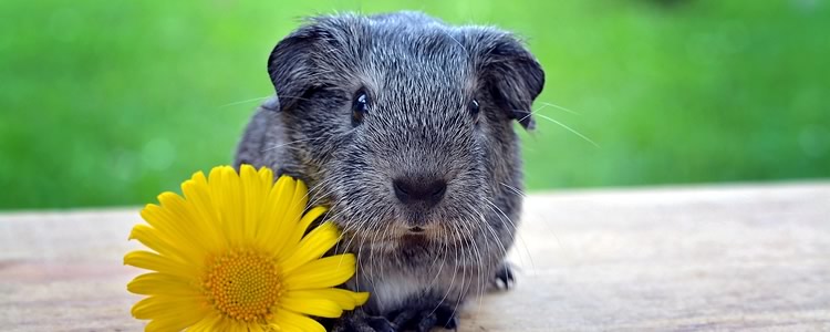 Exotic Pet Sitters in McKinney TX