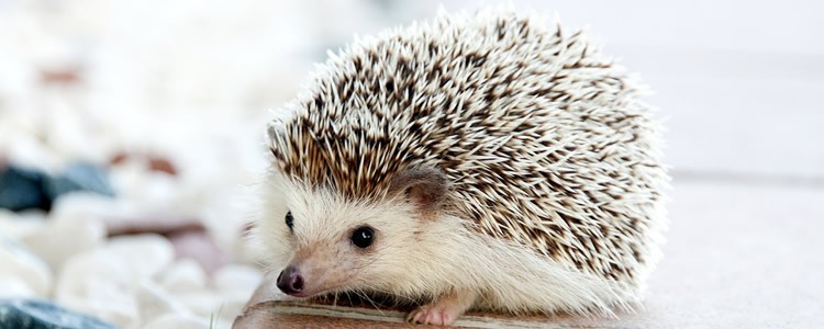 Exotic animal cared for by pet sitter