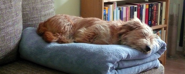 Overnight Pet Sitting in McKinney TX