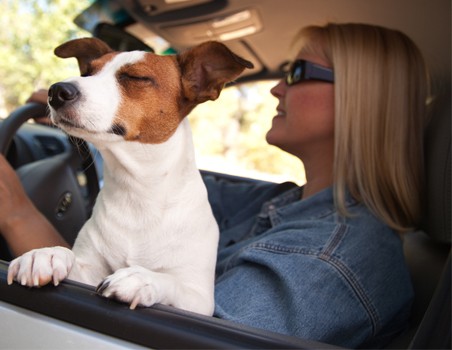 dog in car