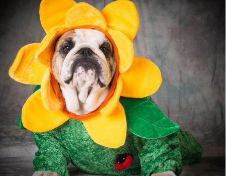 Halloween Safety Tips for Pets