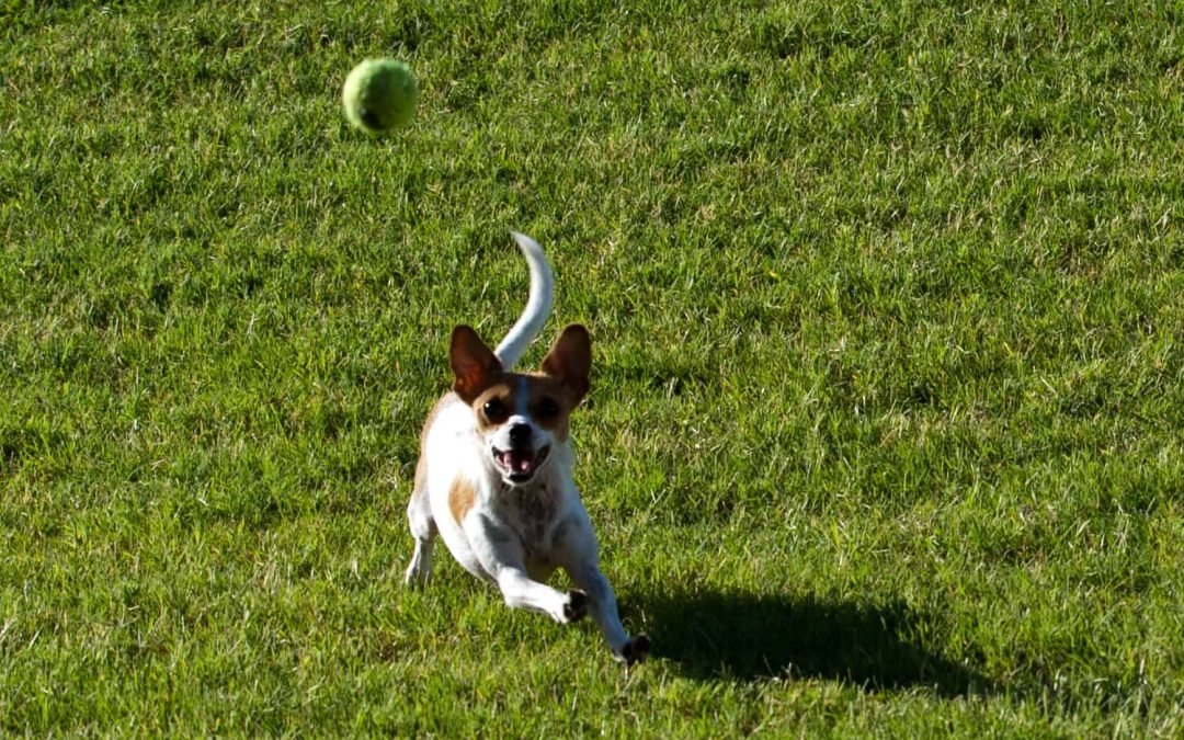 8 Tips for Holiday Pet Photography