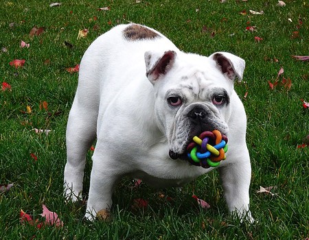 Choose Safe Pet Toys