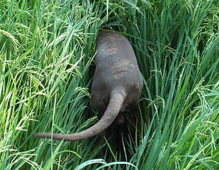 When Is A Wagging Tail NOT Friendly?