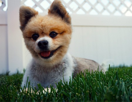 Tips for Dog Owners: House Hunting with Your Canine Companion in Mind