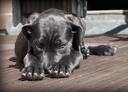 Fur, Fetch, Purr: Getting Your First Pet