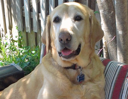 Pet Bereavement Is Real: Buddy