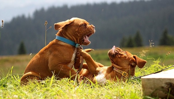 Seven Ways to Break Up a Dog Fight