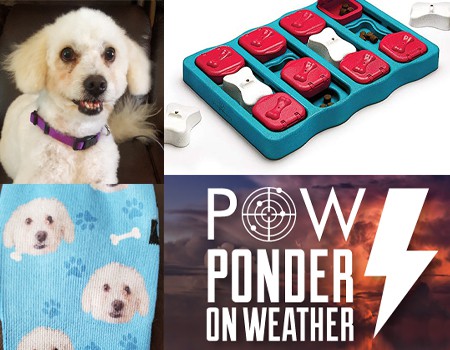 Our Top Favorite Pet-Related Items