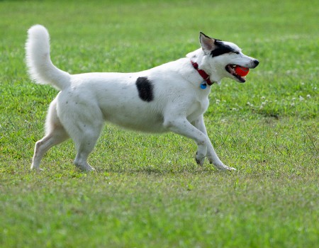 A Dog’s Wholehearted Invitation—Will You RSVP?