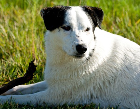 How Often Should My Dog be Groomed?