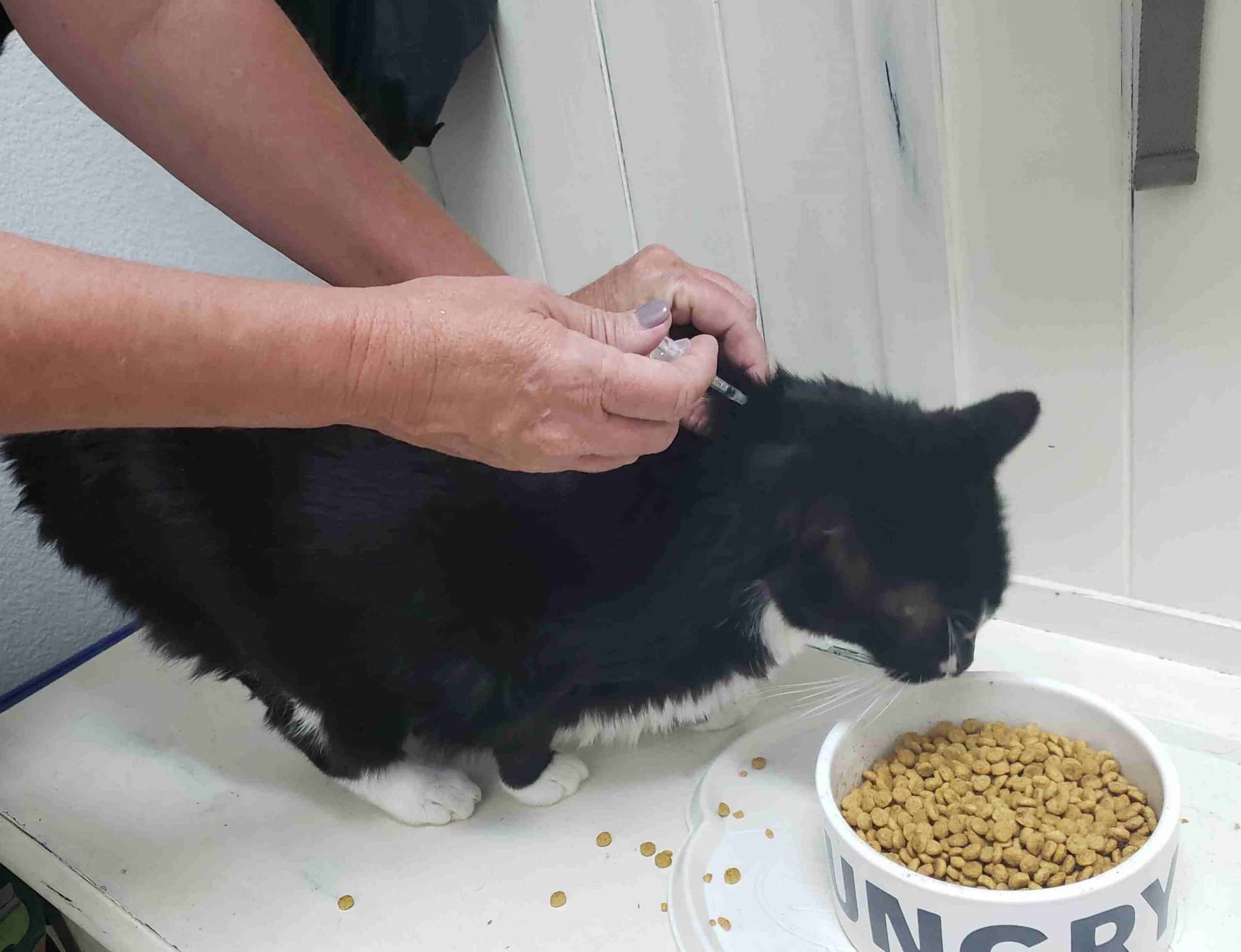 Cat receiving shot from pet care professional