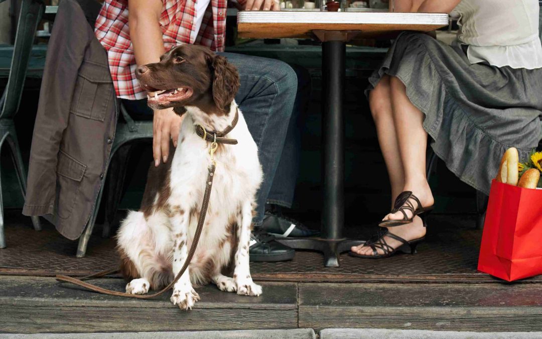 Puppy Socialization – Don’t Wait