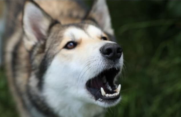 “How Do I Get My Dog to Stop Barking?” 