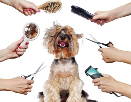 Preparing Your Pup for the Groomer