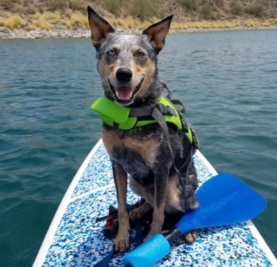 Summertime Pet Safety Tips