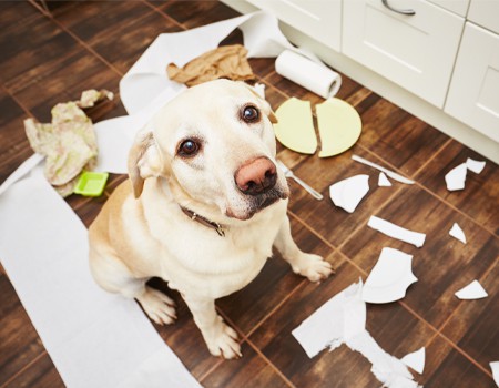 How to Tire Out a High-Energy Pup