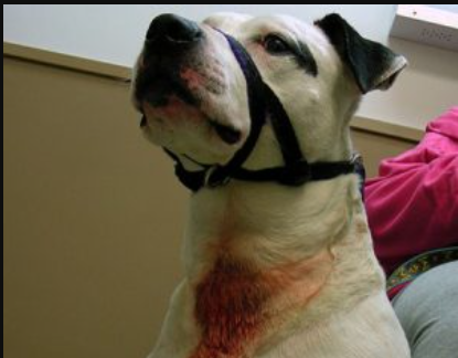 7 Reasons Why Retractable Leashes Are Dangerous for Pups and Humans