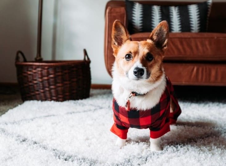 10 Cold Weather Pet Safety Tips