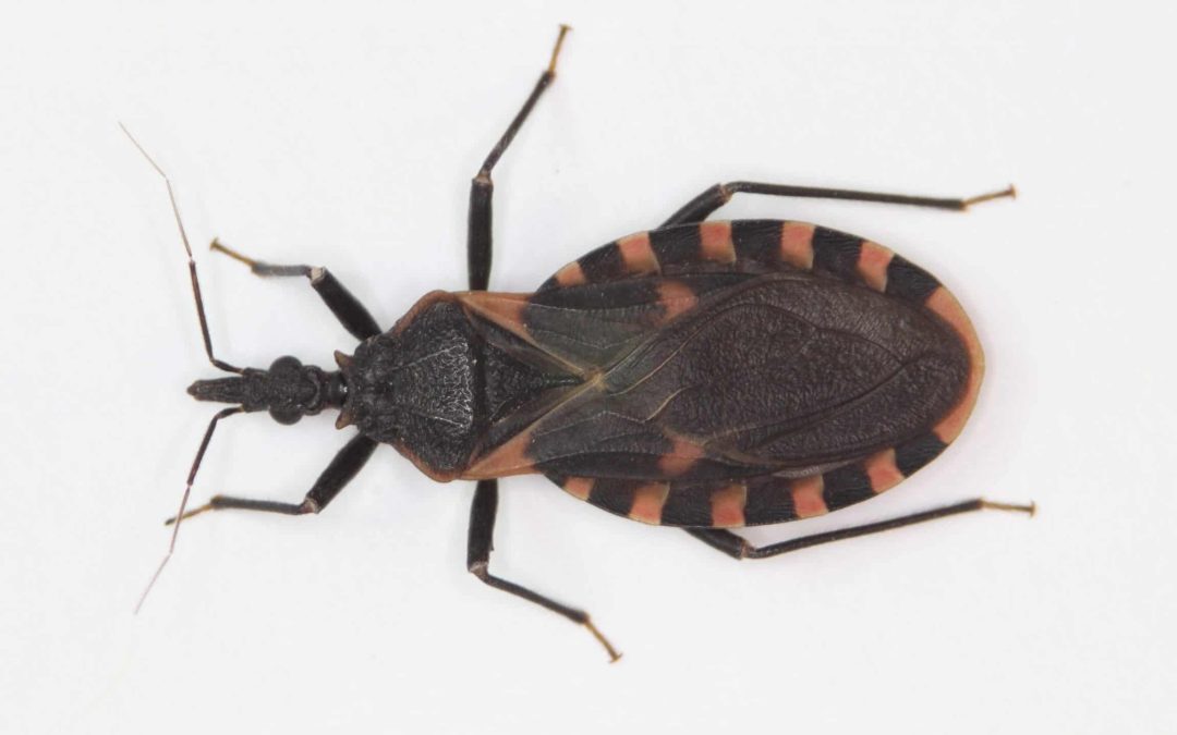 Deadly Chagas Disease in Cats and Dogs