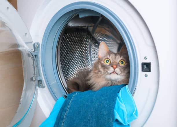 Cats and Clothes Dryer Injuries