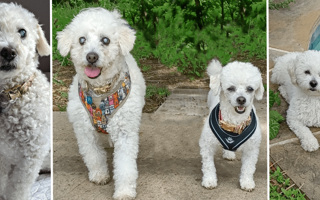 National Specially-Abled Pets Day