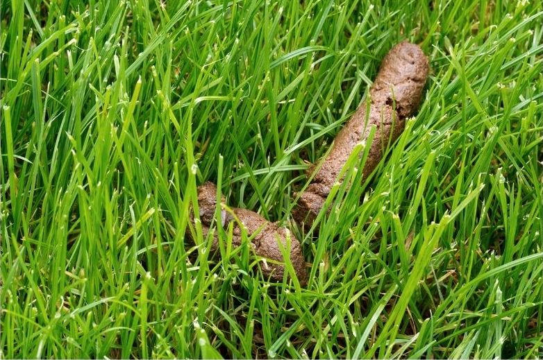 Why Does My Dog Eat Poop?