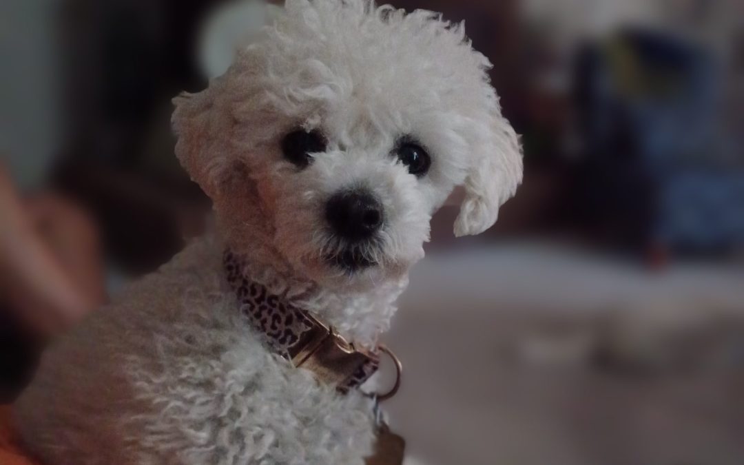 Why Does My Dog Wake Me Up Early?