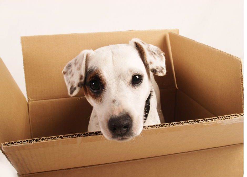 Moving Day Tips for Pet Parents