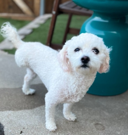 Help! My Older Rescue Dog Isn’t Potty Trained