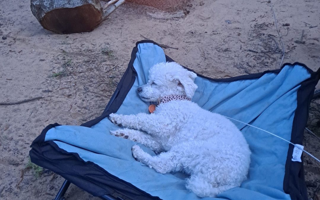 5 Tips for Camping with Your Dog