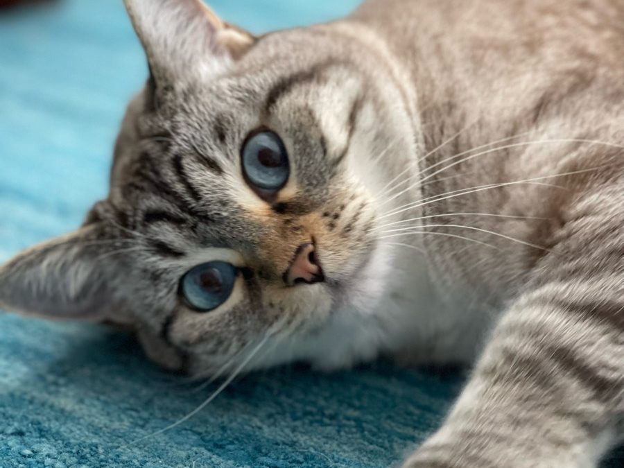 Do Pets Make Good Christmas Gifts?