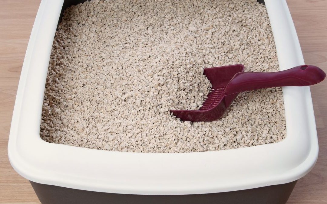 Where Should You Put Your Cat’s Litter Boxes?