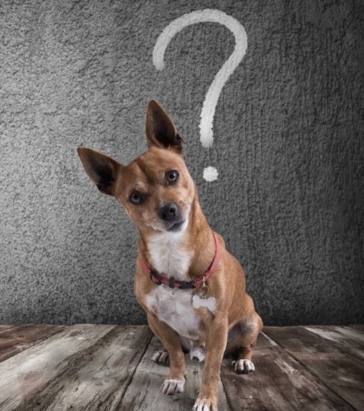 Why Does My Dog Scoot Her Rear on My Carpet?