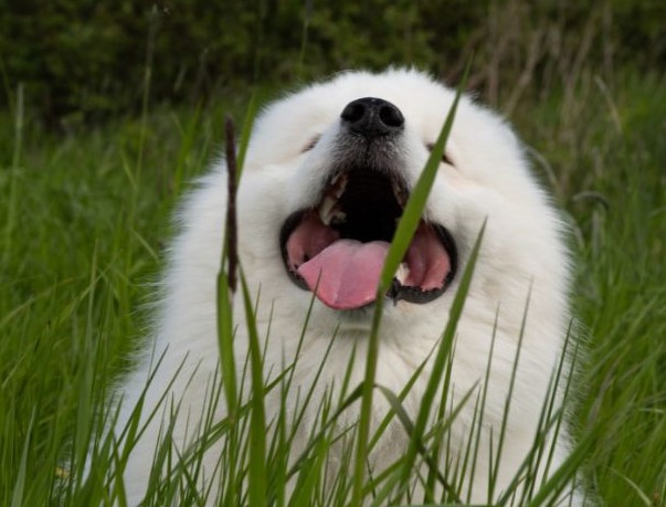 Why does my dog eat grass?