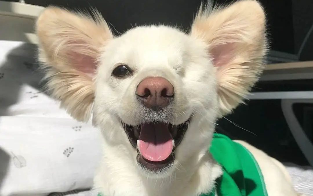 How to Make Your Dog’s Crate a Safe Place