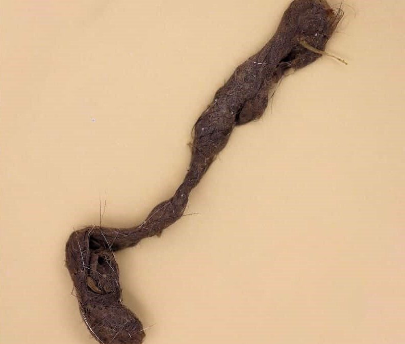 10 Interesting Hairball Facts