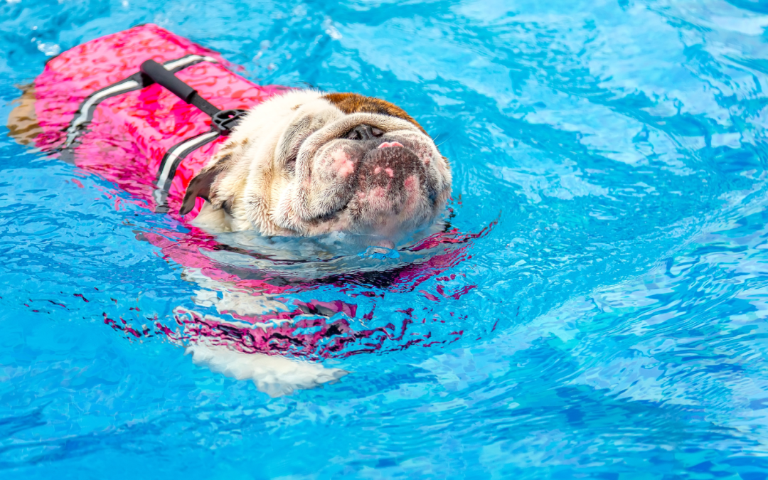 Dog Breeds that Can’t Swim