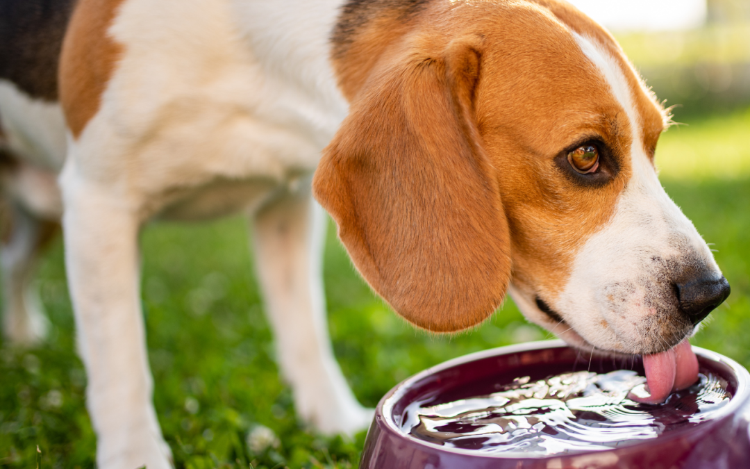 What Can My Dog Drink? Delicious Options Other Than Water