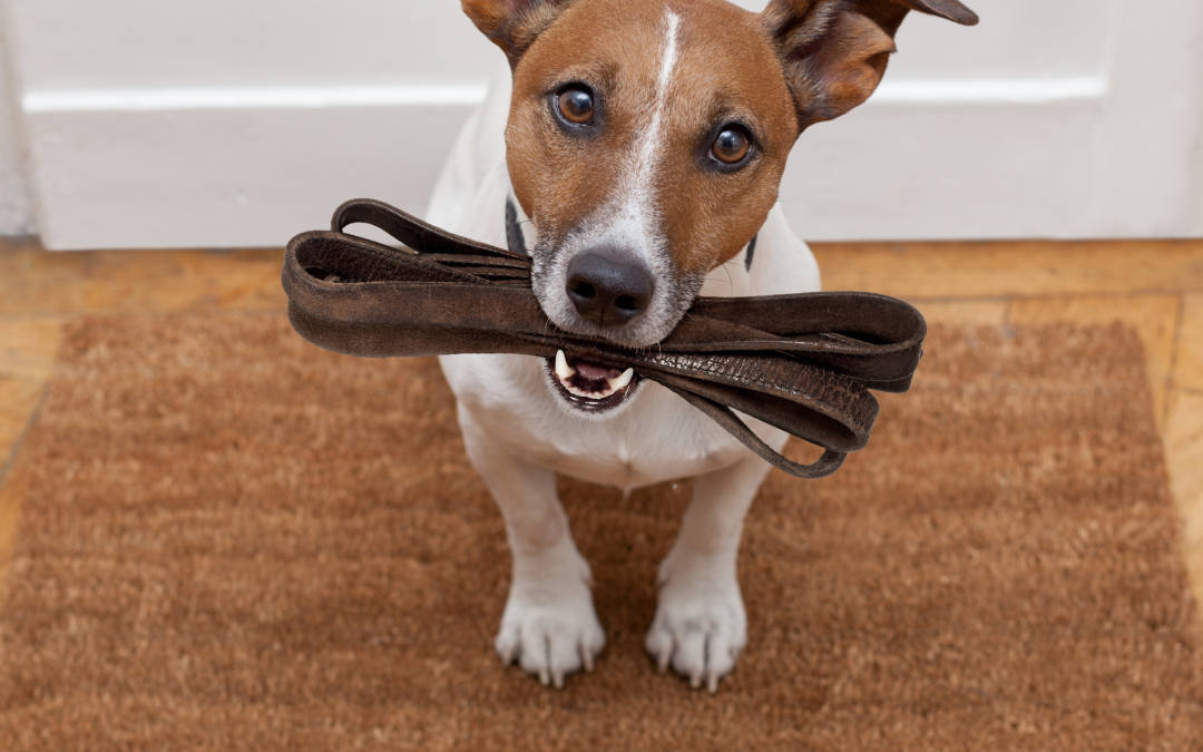 7 Reasons to Walk Your Dog