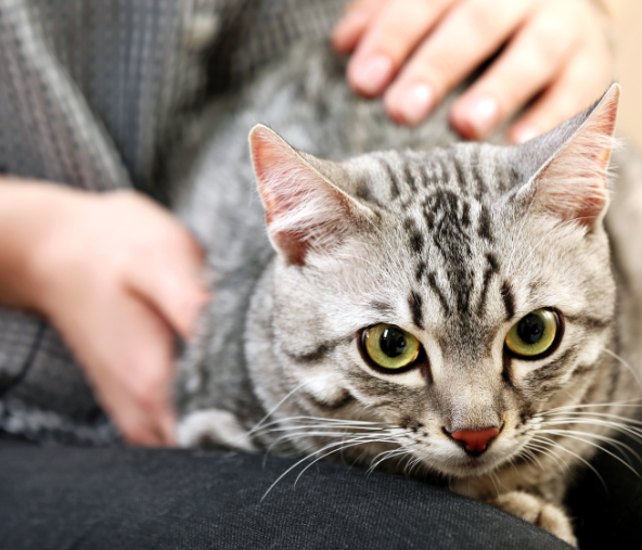 8 Tips for Turning Your Cat into A Lap Cat