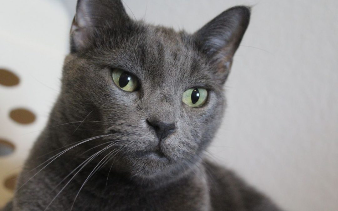 12 Tips for Senior Cat Care