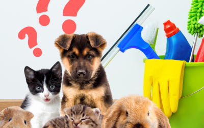 various pets with a bucket of cleaning supplies