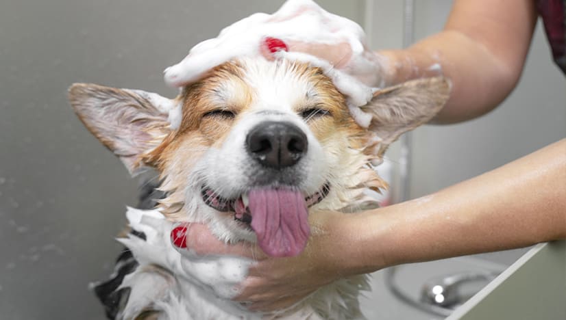 11 Things Your Pup Needs