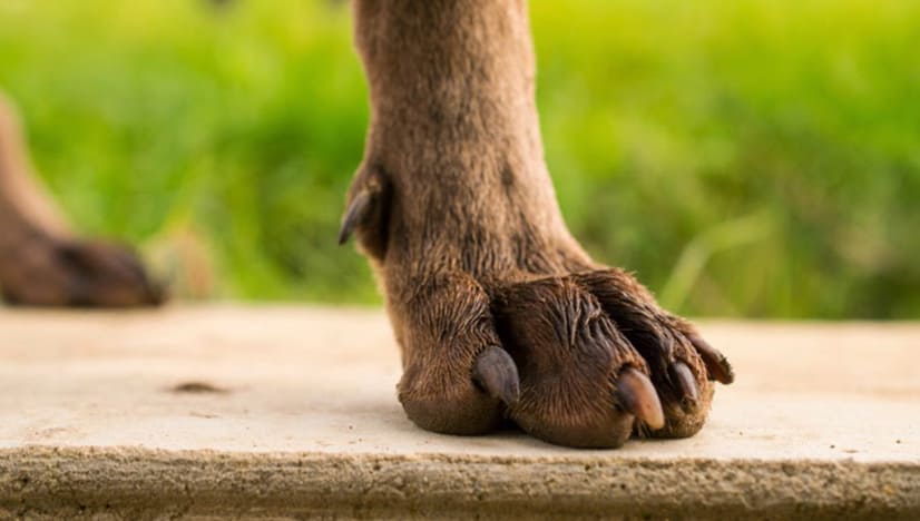 What Pet Parents Need to Know About Dog Dewclaws