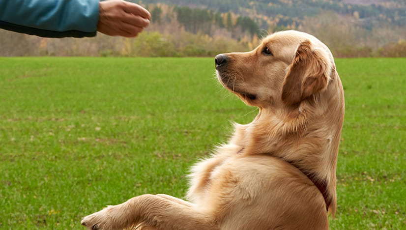 7 Things to Teach Your Dog That Will Make Your Life Easier