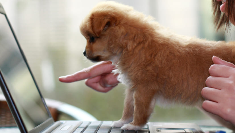 Tips For Working From Home With A Dog