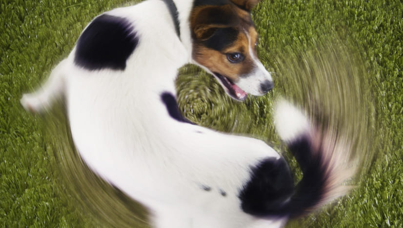 15 Goofy Things Dogs Do And Why